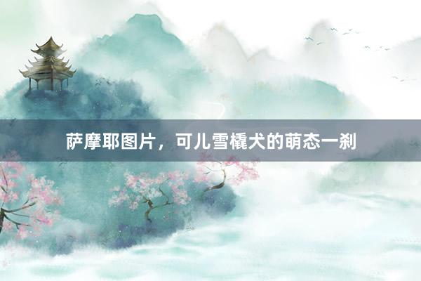 萨摩耶图片，可儿雪橇犬的萌态一刹