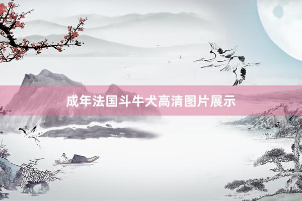 成年法国斗牛犬高清图片展示